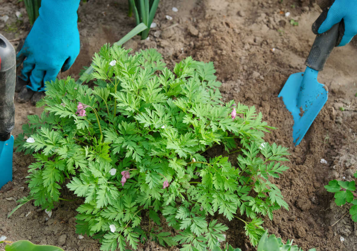 A woman with blue garden gloves and blue tools planting a fringe-leaf bleeding heart plant.