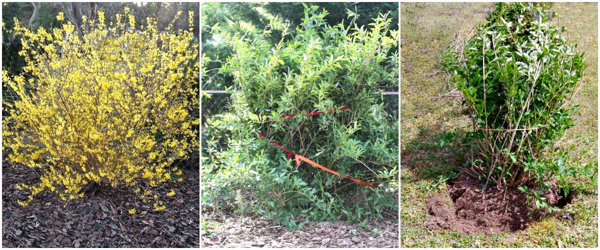Images showing a forsythia bush in flower, how to prune an overgrown forsythia bush, and how to transplant forsythia bushes.