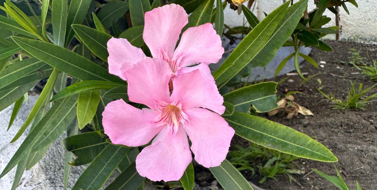 A close up shot of two of the poisonous pink flowers of a hardy pink oleander (nerium oleander 'hardy pink') plant and it's foliage.