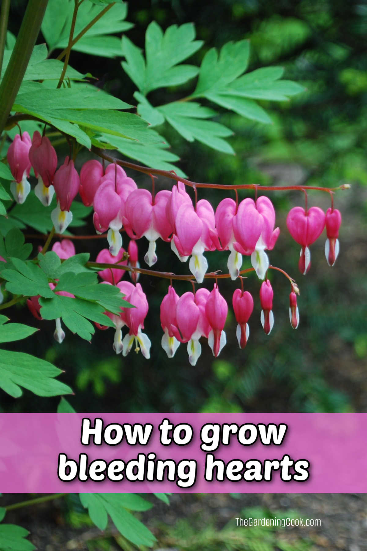 Bleeding hearts flowers and leaves. Pink text reads How to Grow Bleeding Hearts.