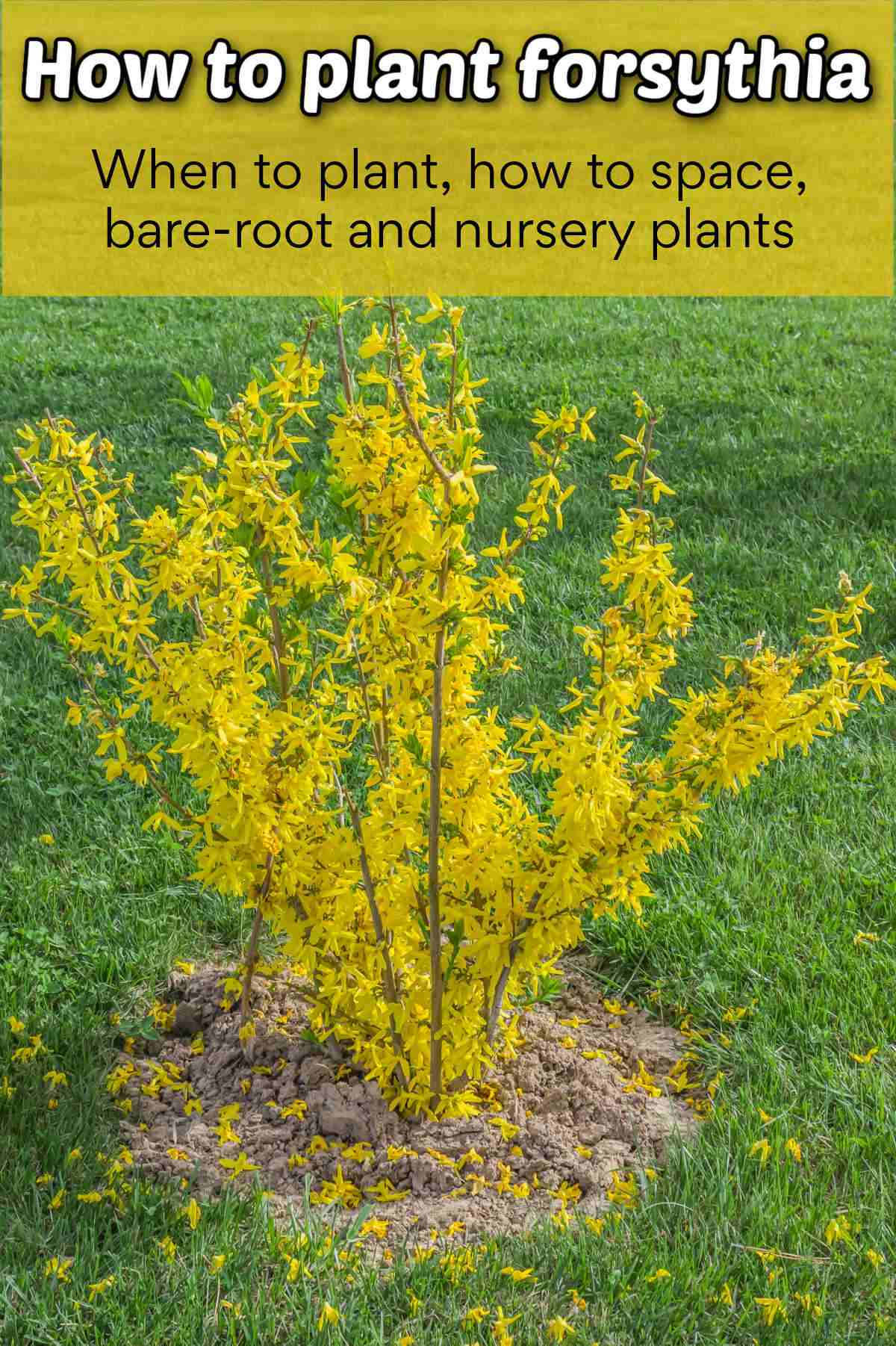 How to Plant Forsythia Forsythia bush in flower in spring. Yellow text reads How to plant forsythia - when to plant, how to space, bare0root and nursery plants.