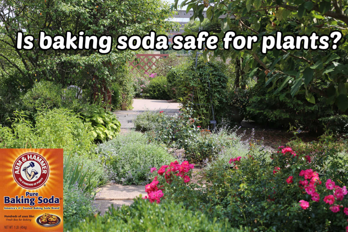 A box of baking soda in the bottom of a garden with walkways and text asking Is baking soda safe for plants?
