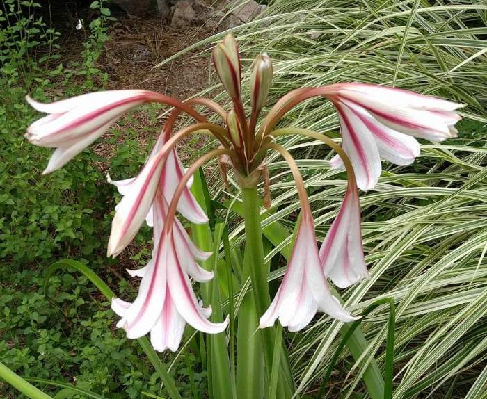 A photo of a cluster of flowers from a pink and white striped milk and wine lily (Crinum x herbertii) plant.