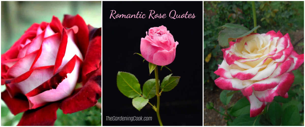 A collage with images of Osiria rose, a pink rose with words romantic rose quotes and a variegated rose in pink and white shades.