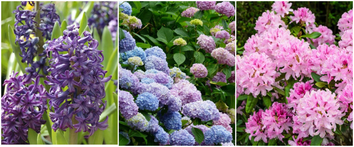 A coillage with images of hyacinths, hydrangeas and rhododendron flowers.