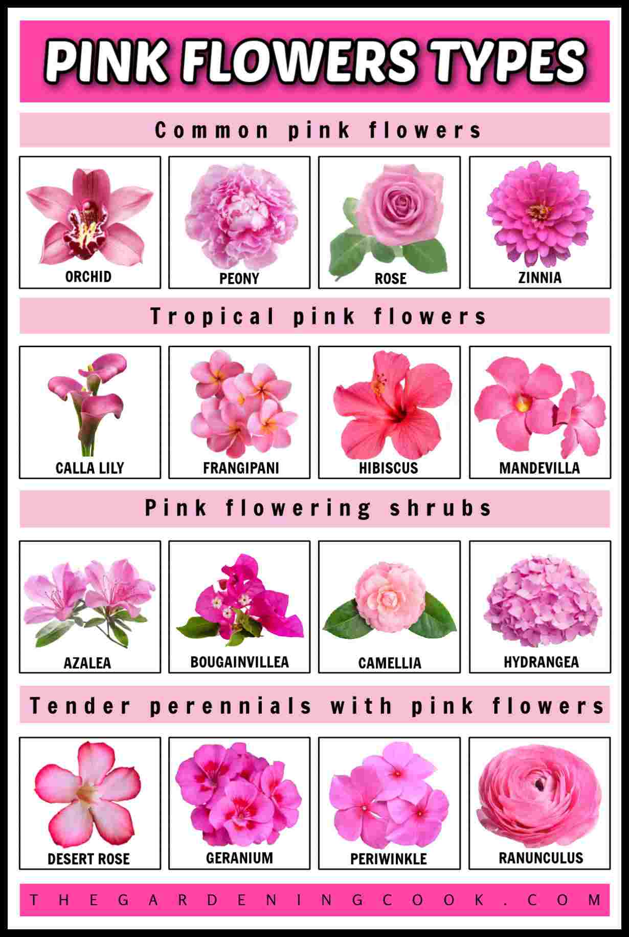 An pink rectangle with a white text overlay that says pink flower types at the top above a collage of pink flowers, divided into four sections, the first is a row of common pink flowers including an orchid, peony, rose and zinnia, the second is a row of tropical pink flowers including a calla lily, frangipani, hibiscus and mandevilla, the third row is of four pink flowering shrubs including an azalea, bougainvillea, camellia and hydrangea, and the fourth row is of four tender perennials with pink flowers including a desert rose, geranium, periwinkle and a ranunculus.