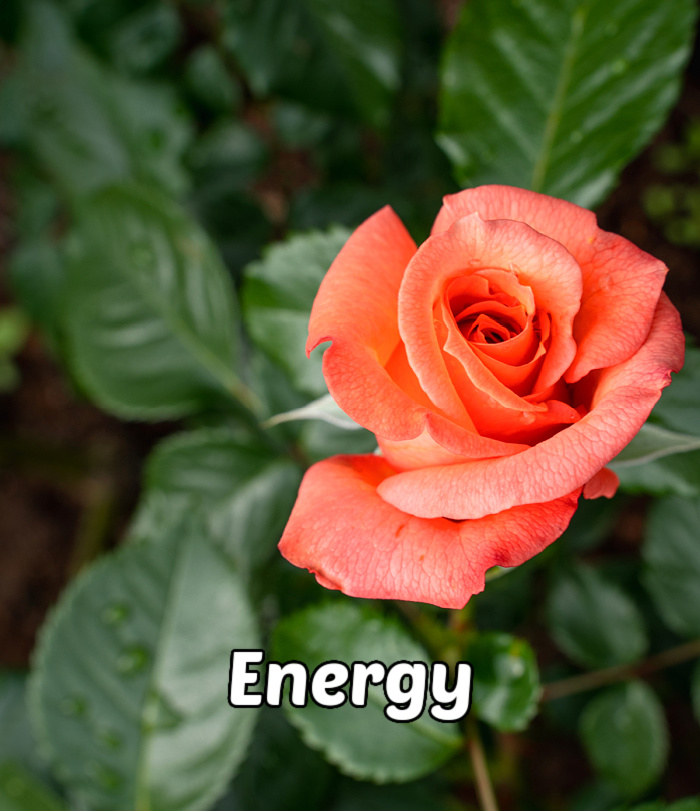  A vibrant orange rose surrounded byleaves, representing energy and enthusiasm.