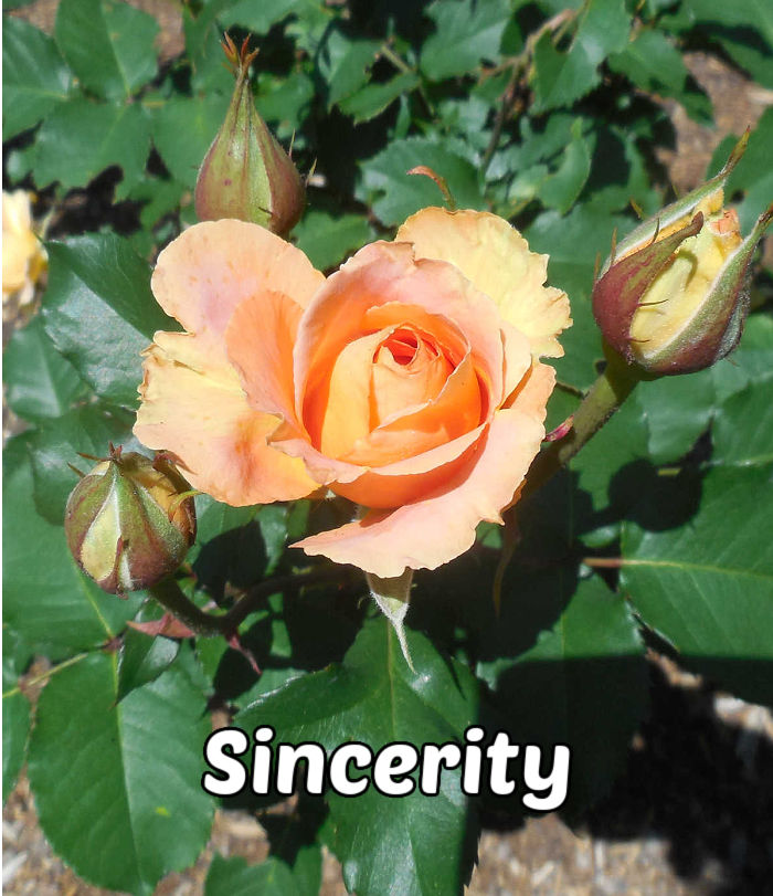 A soft peach rose and rosebuds signifying sincerity and modesty.