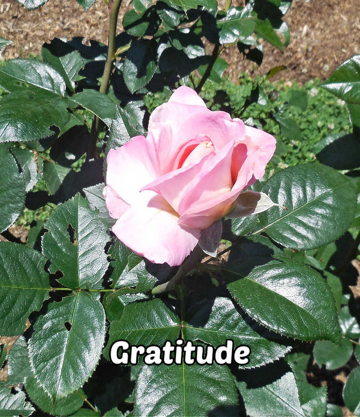 Pink rose with delicate petals surrounded by leaves, representing gratitude, grace and admiration.