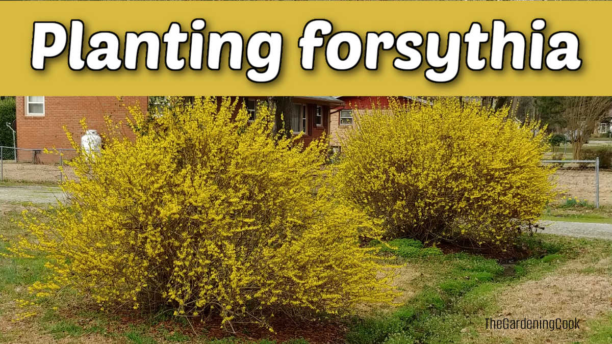 Two forsythia shrubs in full bloom planted on a front lawn. Yellow text reads Planting forsythia.