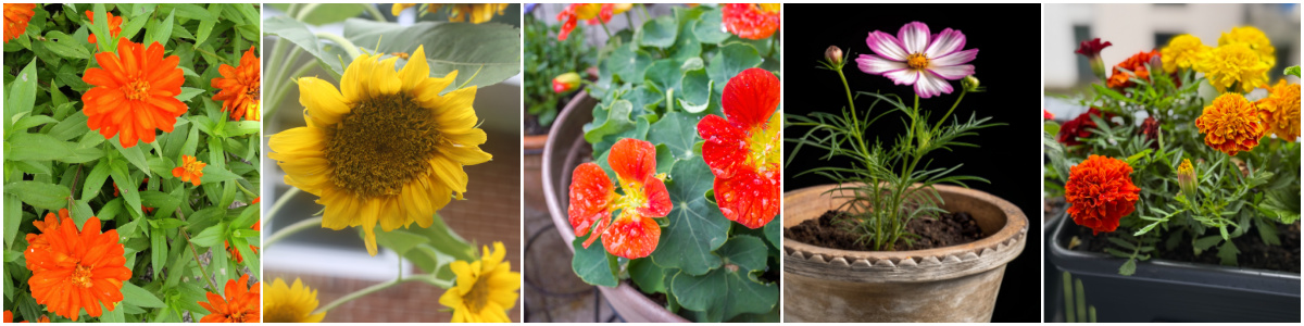 Pollinators for a patio vegetable garden including zinnias, sunflowers, nasturtiums, cosmos and marigolds.