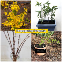 Pictures of a forythia plant plus images of three ways to propagate forsythia - stem cuttings in soil, in water and by tip rooting.