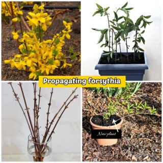Pictures of a forythia plant plus images of three ways to propagate forsythia - stem cuttings in soil, in water and by tip rooting.