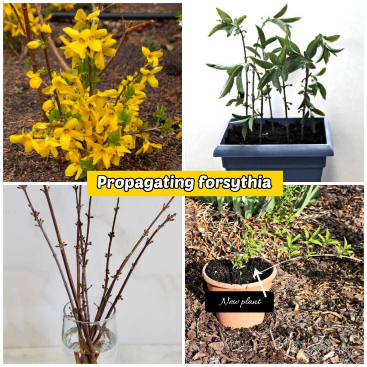 Pictures of a forythia plant plus images of three ways to propagate forsythia - stem cuttings in soil, in water and by tip rooting.