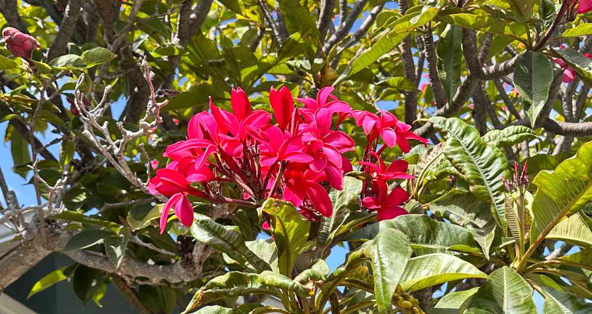 A photo of a pink flowering tree, showing a cluster of the red frangipani (plumeria rubra) flowers nestled in a canopy of leaves.