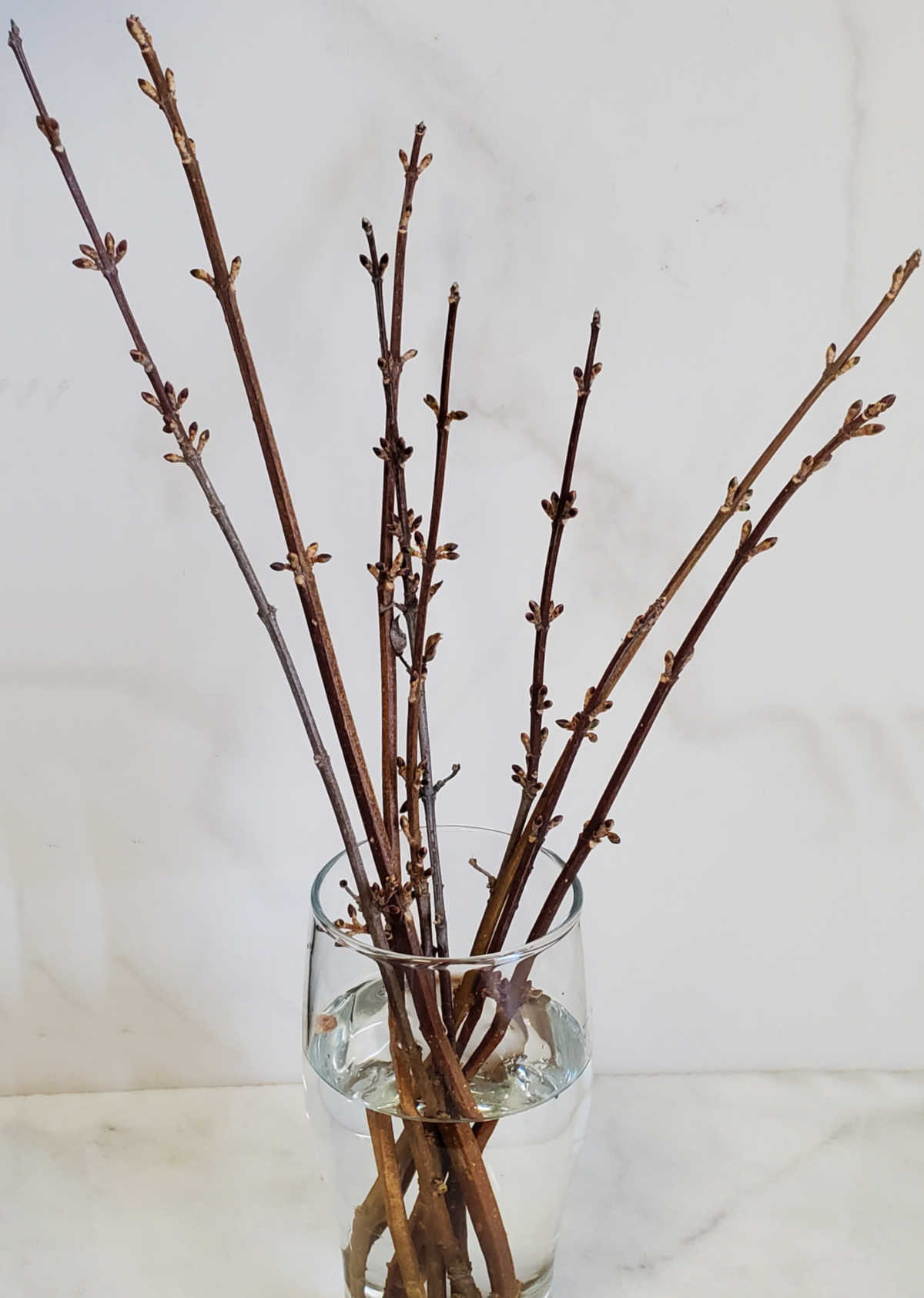 Forsythia hardwood cuttings, rooting in a glass of water.