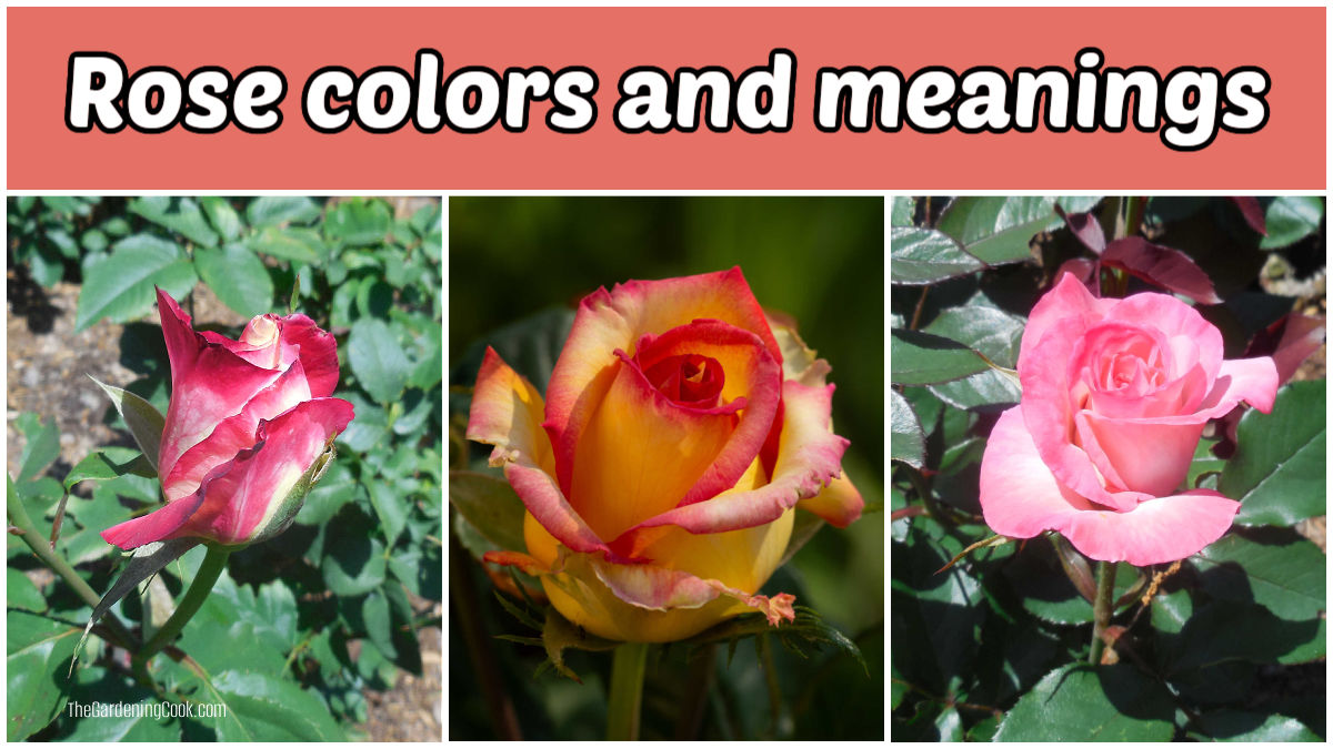 A red and white, yellow and red and pink rose in a collage. Pink text reads Rose colors and meanings.
