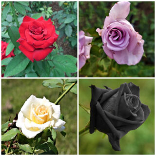 REd, lavender, white and black roses in a collage.