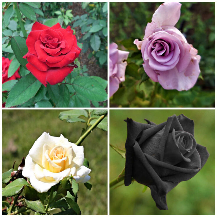 REd, lavender, white and black roses in a collage.