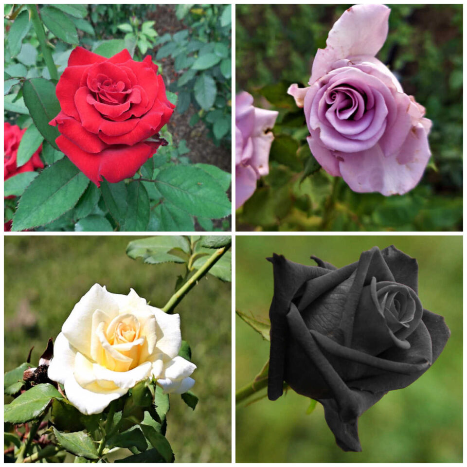 Roses Reverse Color Rose Colors and Meanings – Red, Pink, White, Yellow, and More
