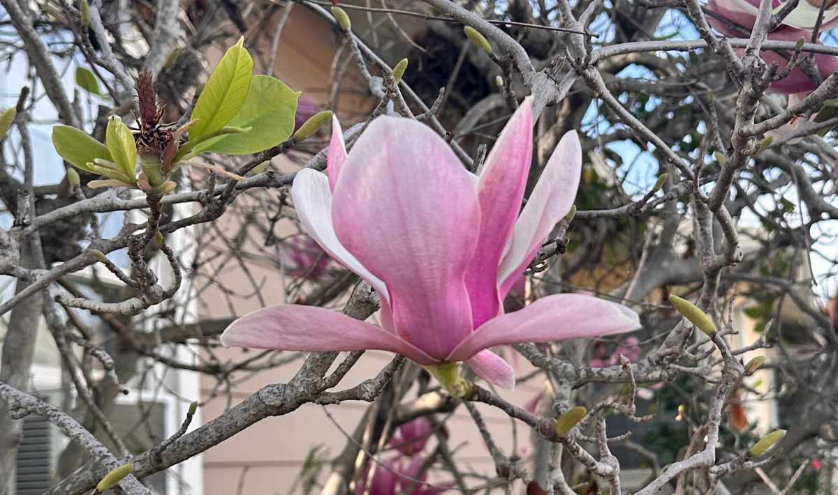 A close up photo of a saucer magnolia (Magnolia x soulangeana), showing one clear bloom on this pink flowering tree, with lots of bare branches surrounding it.