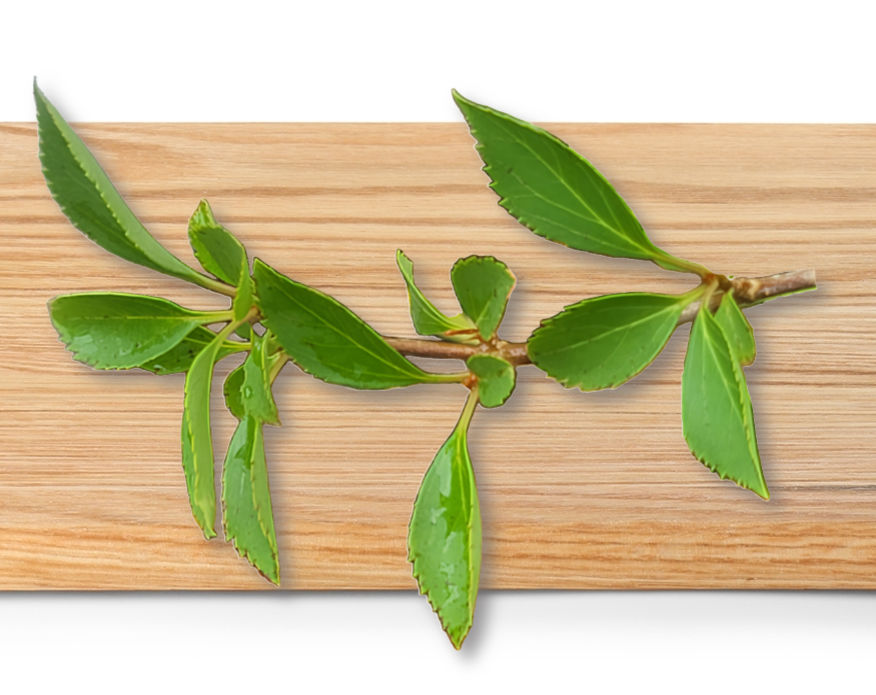 A softwood forsythia cutting with leaves on a wooden board.