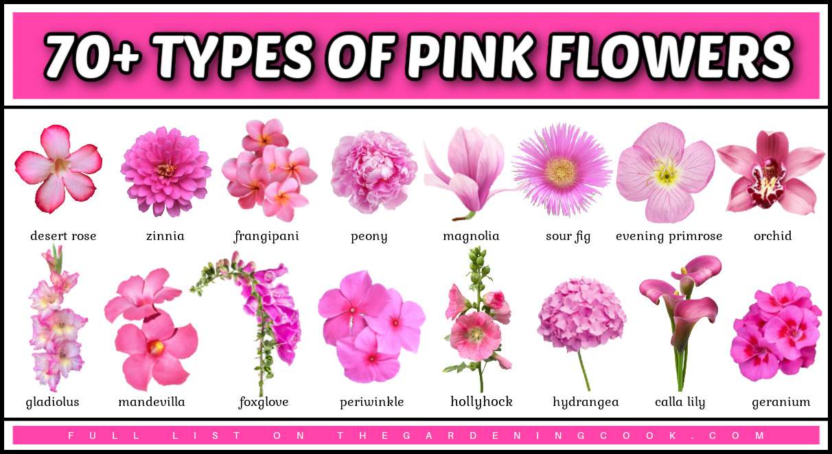 A text overlay that the top that says 70+ types of pink flowers with names, above 16 different pink flowers names and pictures.