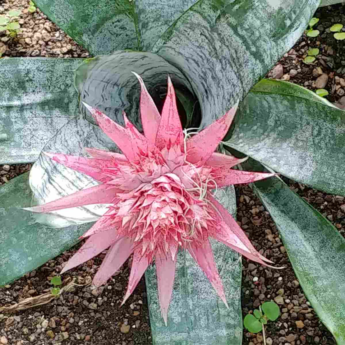 A photo of a pink urn plant (Aechmea fasciata) with pink bracts and silvery green leaves, with some mulch visible at the bottom of the photo.