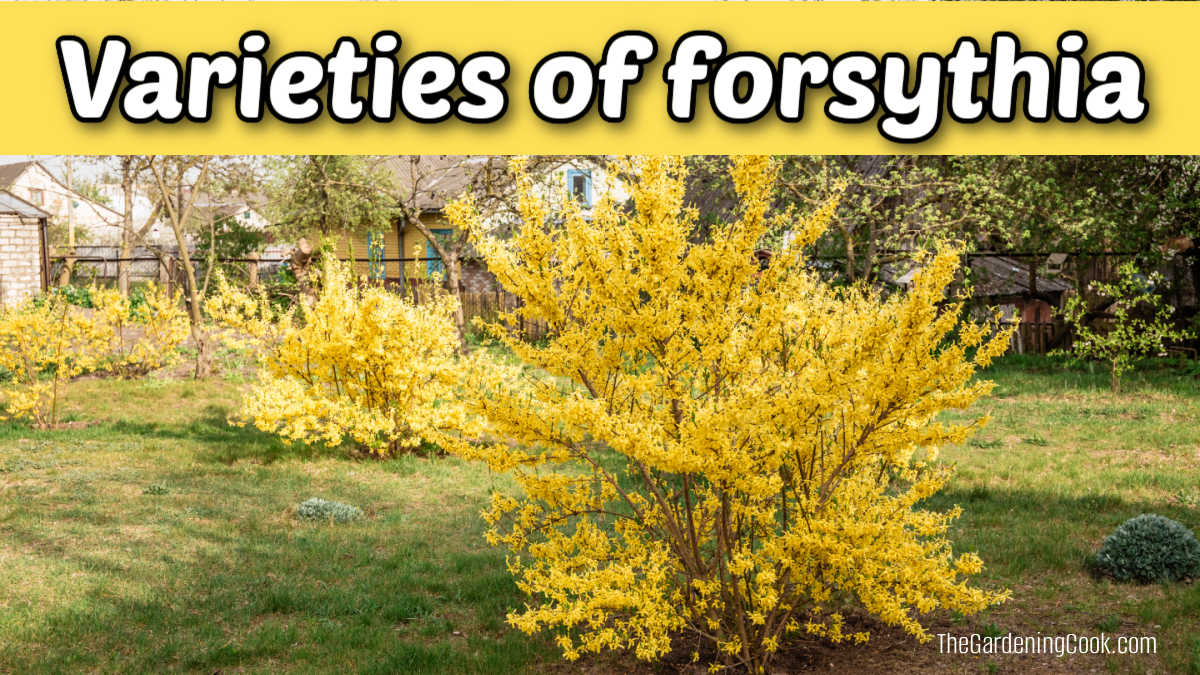 Forsythia bushes planted in a row. Yellow text reads varieties of forsythia.