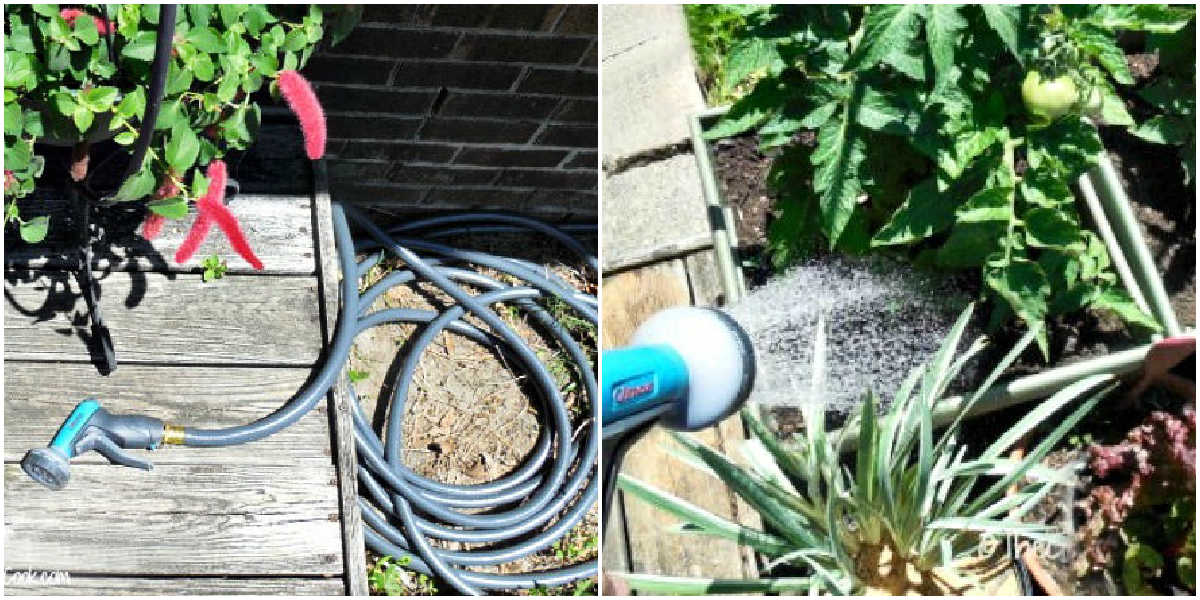  A coiled hose next to a deck and the same hose watering a vegetable garden in containers.