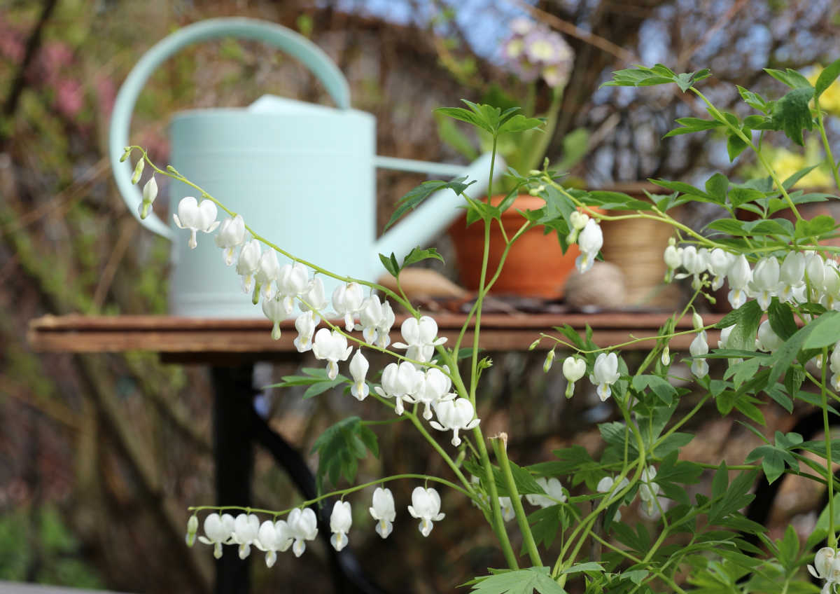 A white watering can on a table with garden pots next to white bleeding heart flowers.