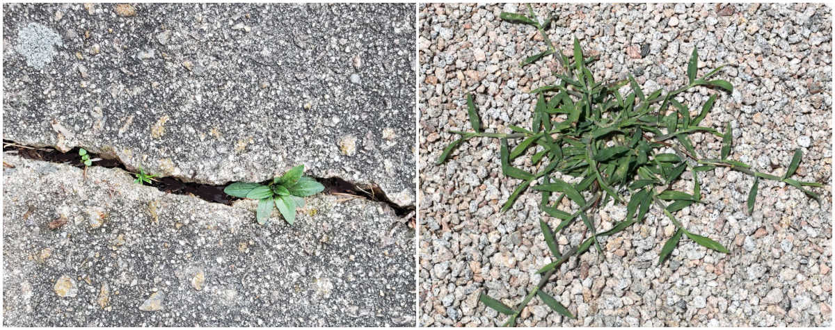 Weeds growing in a pavement crack and in a gravel driveway.