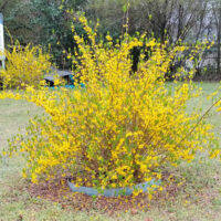 A forsythis shrub in flower planted in the center of a back lawn.