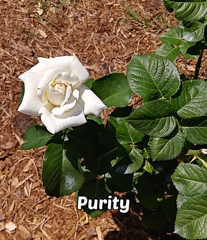 A white rose, sitting above straw to the left of leaves, representing purity and innocence.