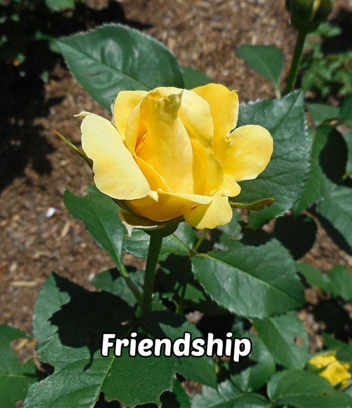 A bright yellow rose, surrounded by greenery symbolizing friendship, joy and caring.