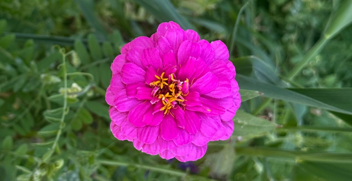 A close up photo of a pink annual flowers of a Zinnia elegans plant with magenta petals and yellow anthers.