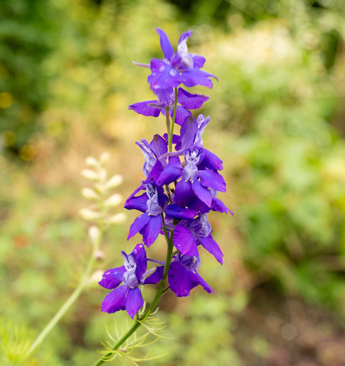 A close up of a purple annual larkspur flower (Consolida ajacis) blooming in a spring garden.