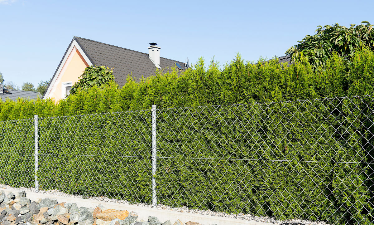 Rows of tall arborvitae used as privacy plants for chain link fence.