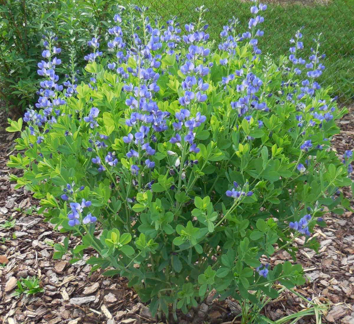 Baptisia australis perennial shrub planted next to a backyard fence to hide the fence.