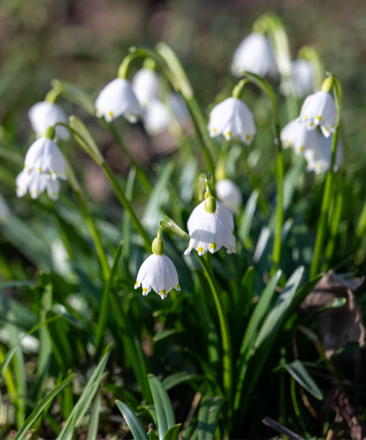 A cluster of early spring snowflake with white downward-facing blooms.