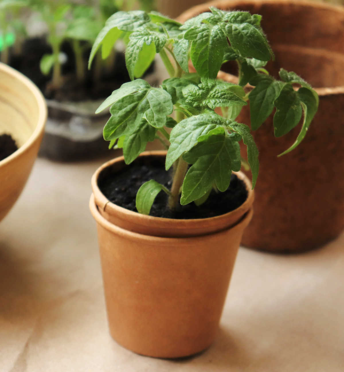 Biogrdradable seed starter pots with tomato seedling.