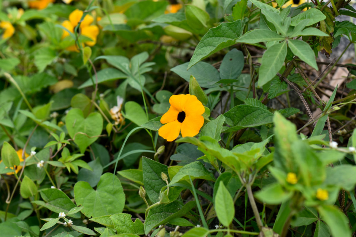 A black-eyed Susan vine with yellow and black flowers covering a chain link fence to add privacy.