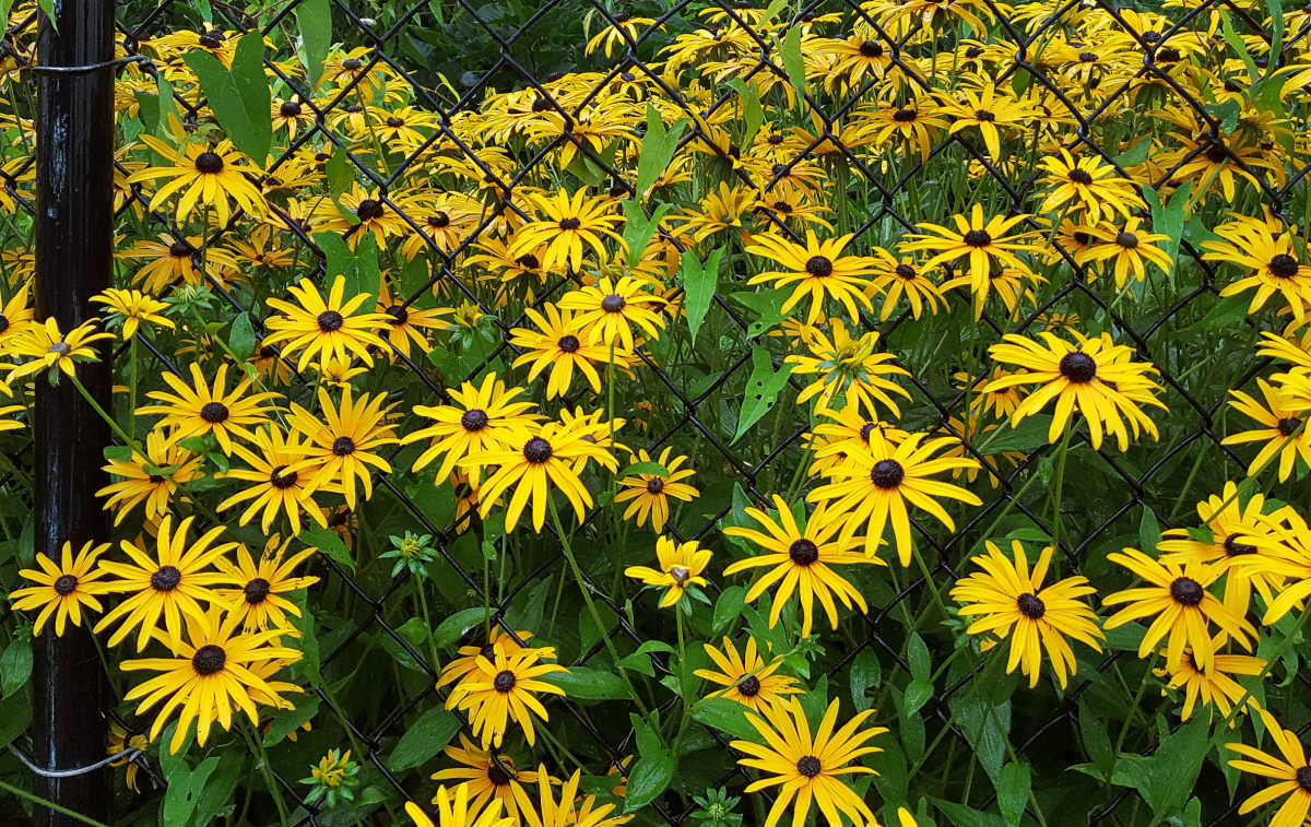 Black-eyed Susan perennial in flower next to a metal fence creating dense coverage.