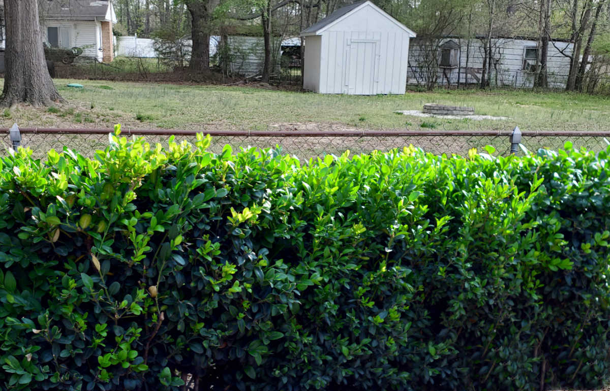 Boxwood shrubs as a privacy wall against a metal fence.