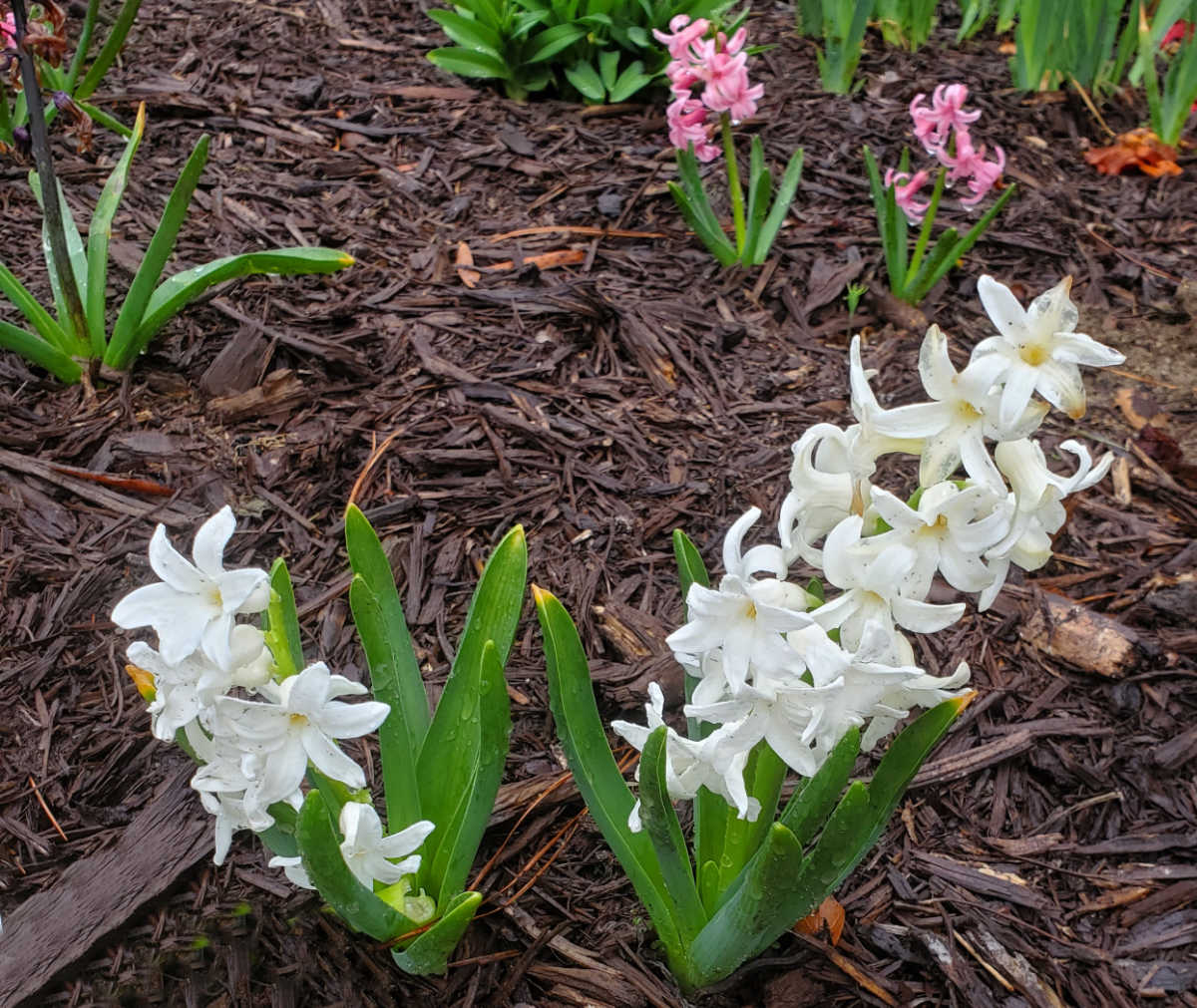 Pink and white hyacinths in a garden bed after an early spring rain.