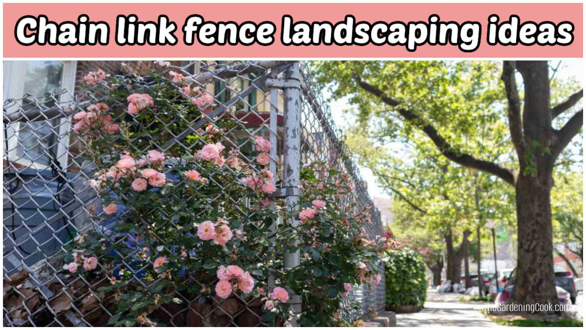 A pink climbing rose makes a great chain link fence landscaping idea.