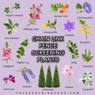 Images of chain link fence screening plants with names below the plant pictures.