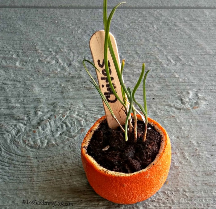 An orange rind used as a biodegradable starter pot for chive seeds.