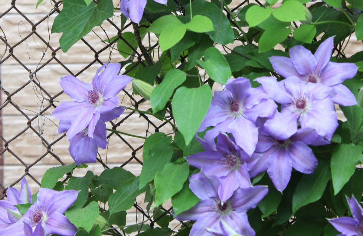 Purple clematis vines covering a chain link fence.