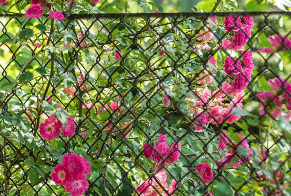 Climbing pink roses covering a chain link fence.